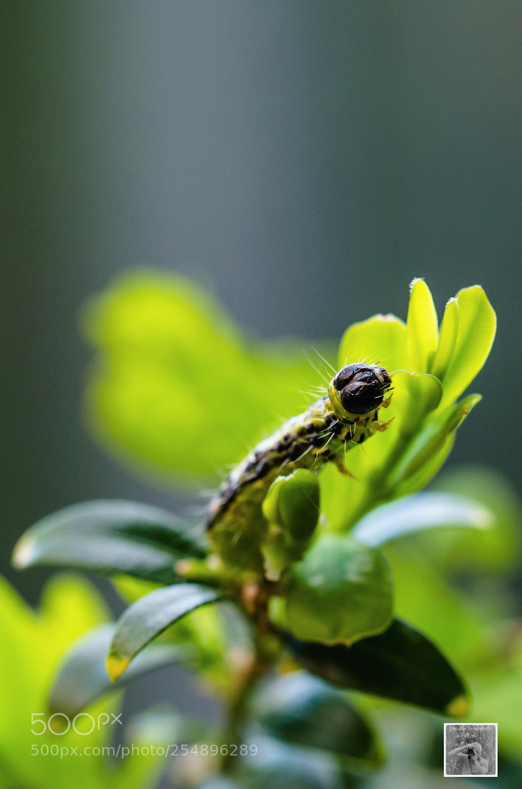 Nikon D7000 sample photo. Schmetterlinge/butterfly's photography