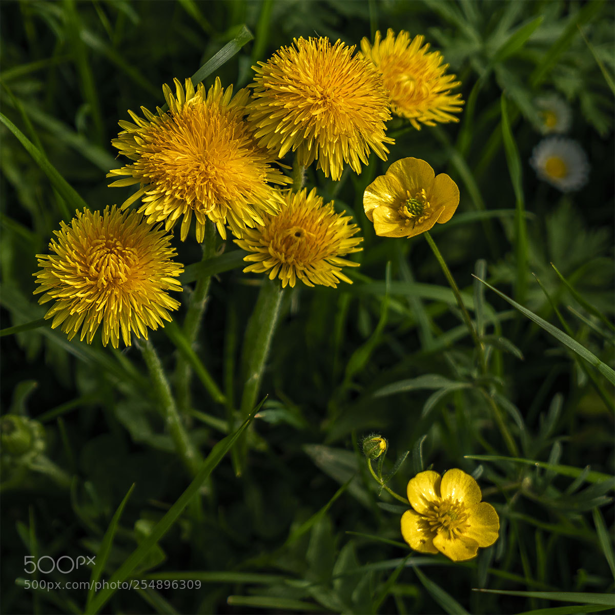 Sony a6300 sample photo. Frühlings-blüten 230418-005 photography