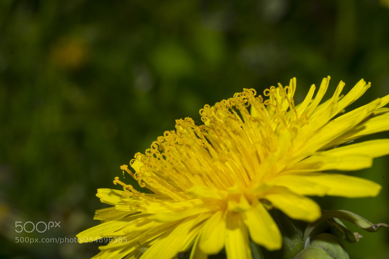 Sony a6000 sample photo. Da yellow one! photography