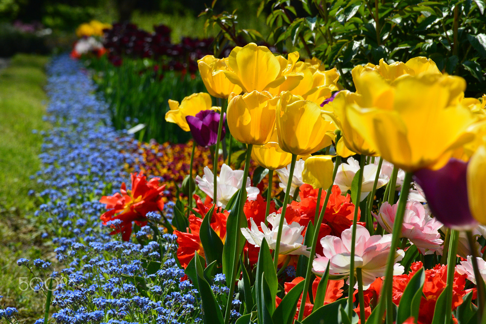 Nikon D5200 sample photo. Spring colors photography