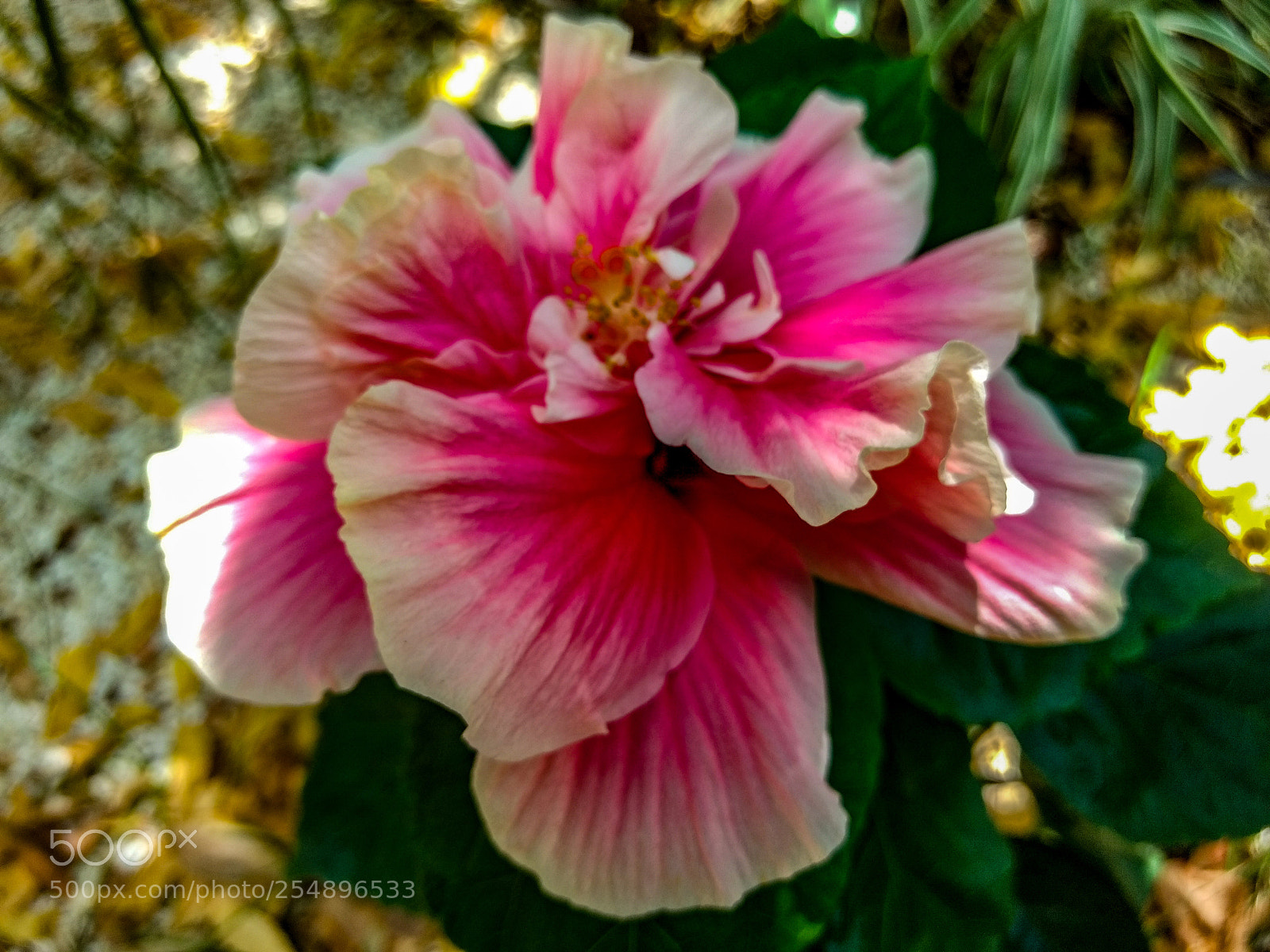 Motorola Moto G (4) sample photo. Flor parque photography