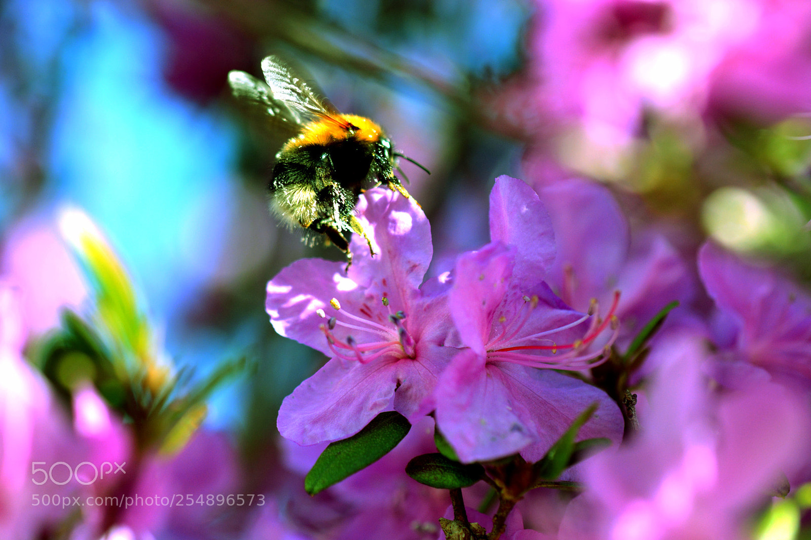 Nikon D5200 sample photo. Toil. photography
