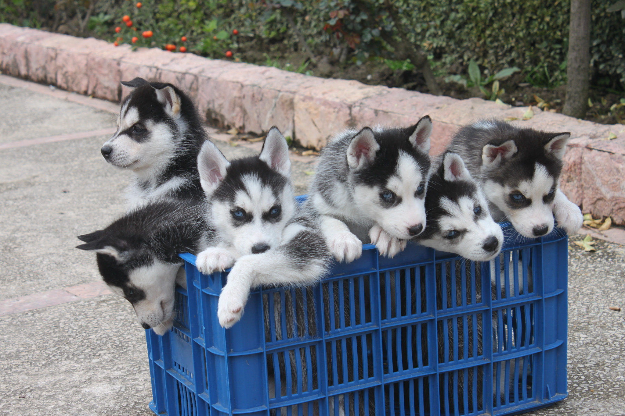 Canon EF-S 18-55mm F3.5-5.6 IS sample photo. Husky life photography