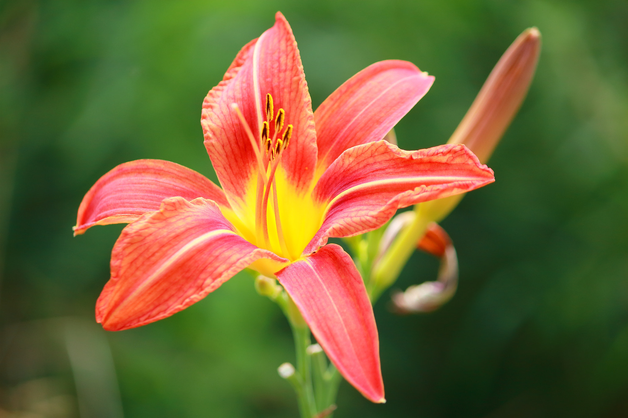 Canon EF-S 55-250mm F4-5.6 IS sample photo. Flower photography