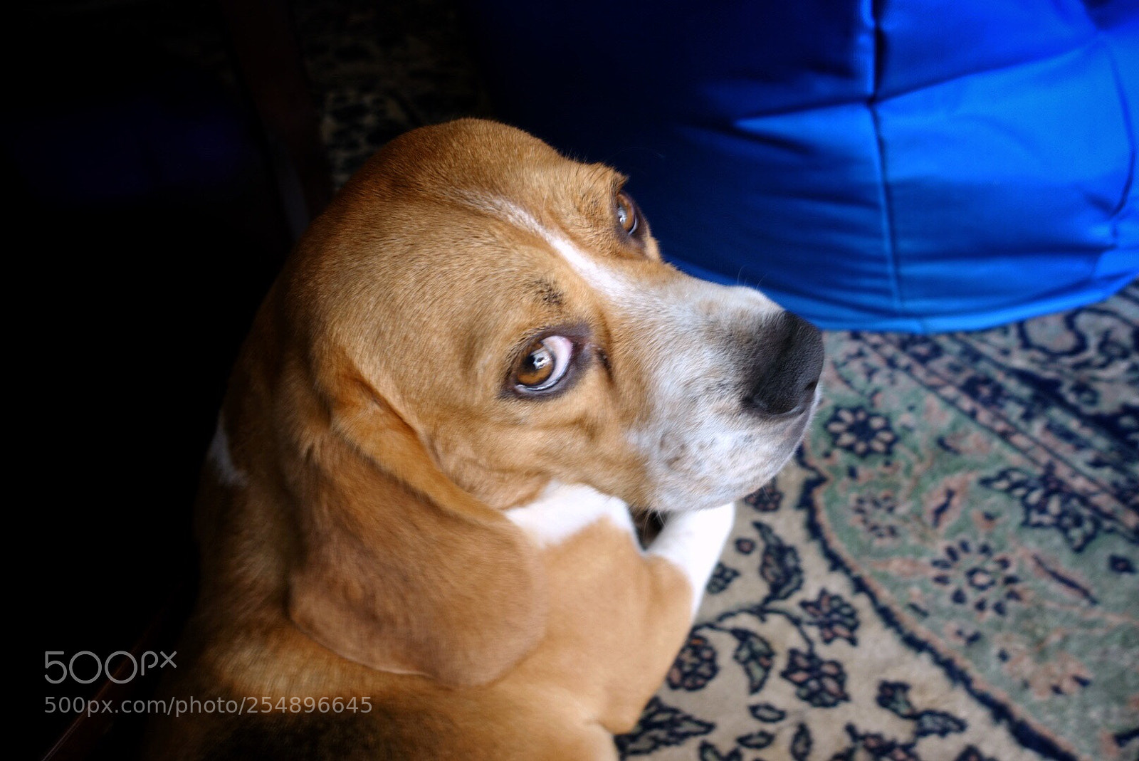 Sony DSC-RX100M5 sample photo. Guard dog photography