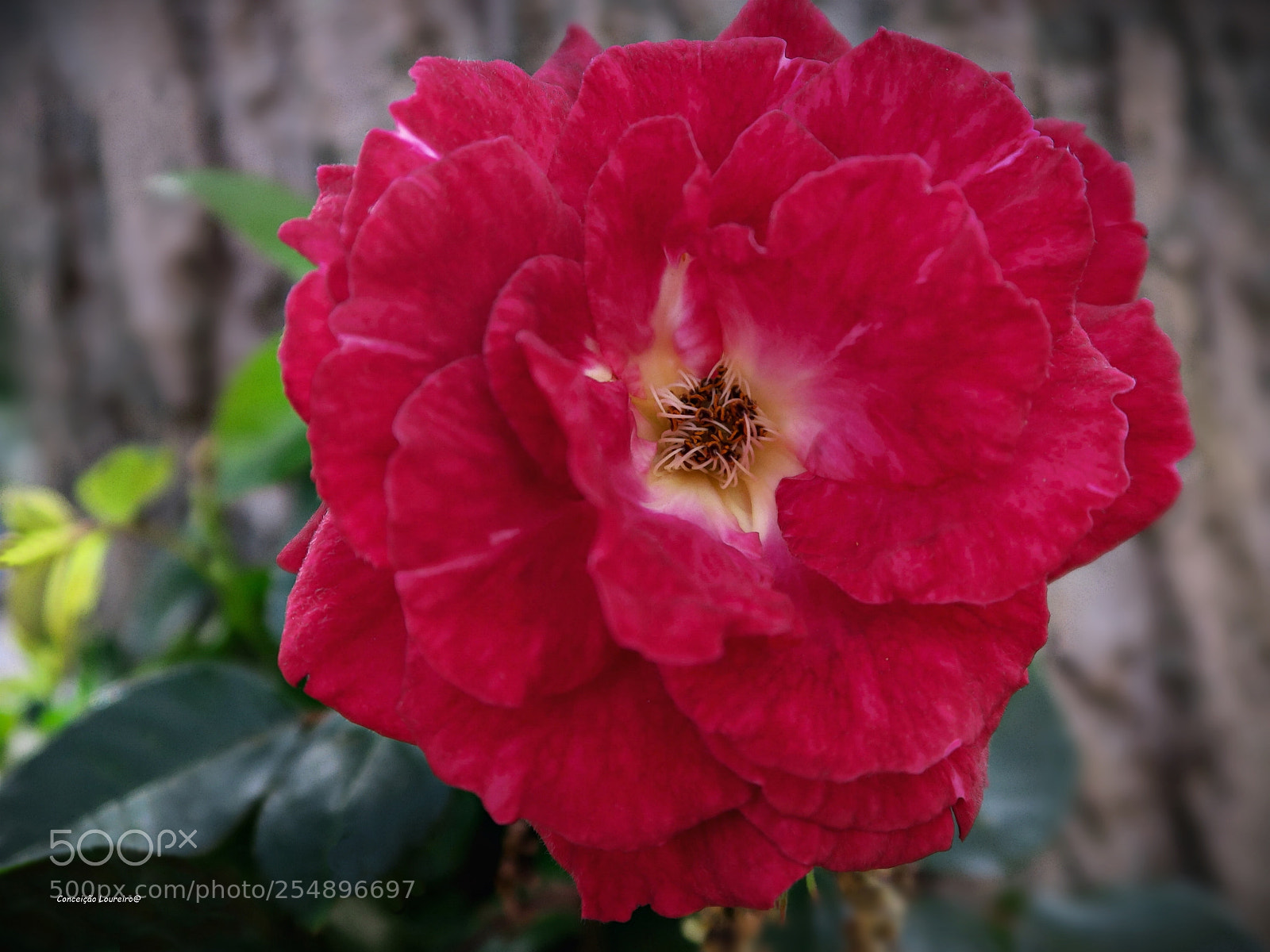 Canon PowerShot G5 X sample photo. Rose photography