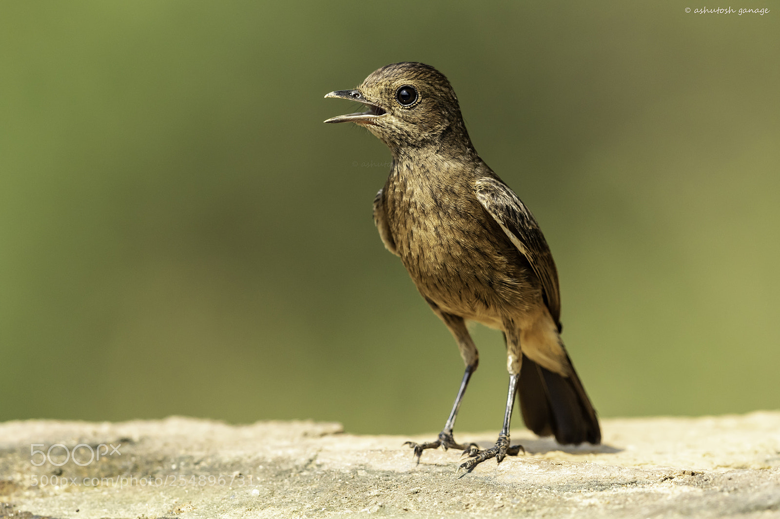 Canon EOS 7D Mark II sample photo. Pied bush chat female photography