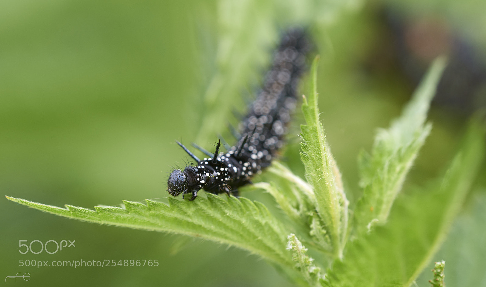 Nikon D800 sample photo. Caterpillar photography