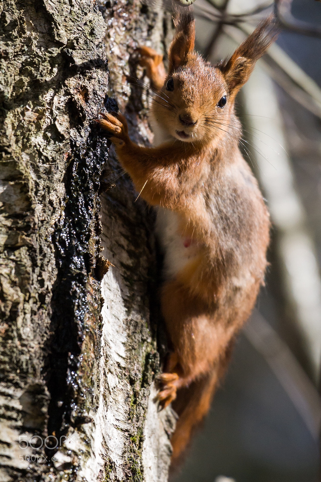 Nikon D3 sample photo. Squirrel photography