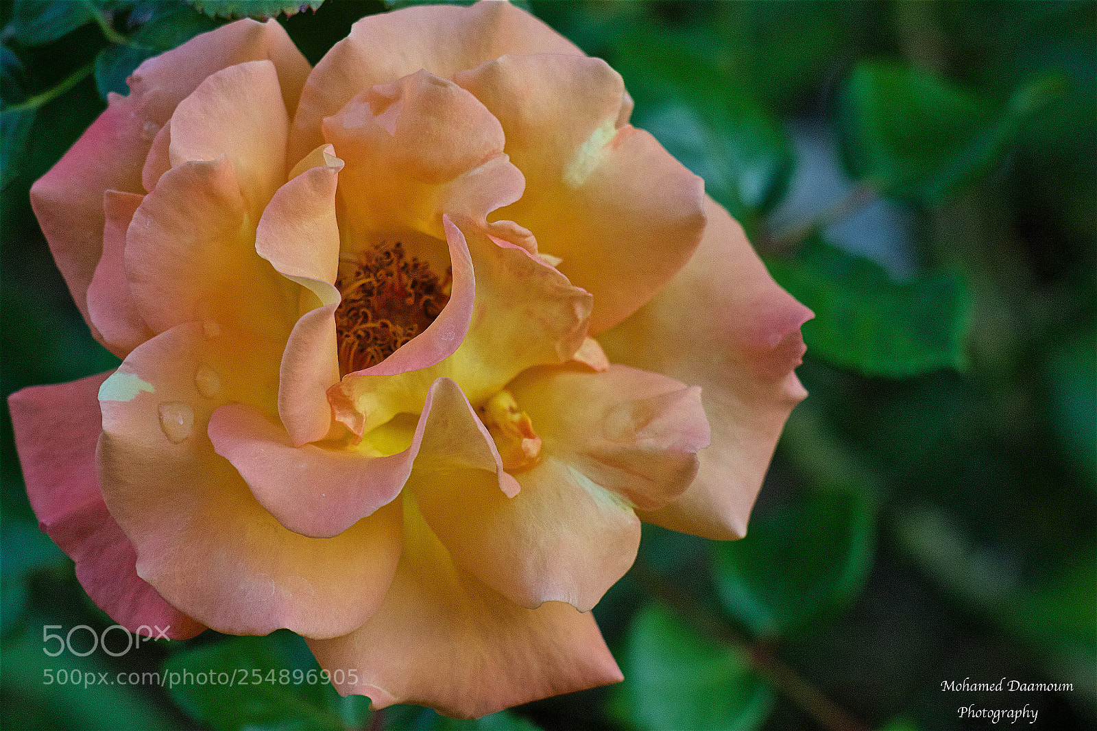 Canon EOS 7D Mark II sample photo. Rose flower photography