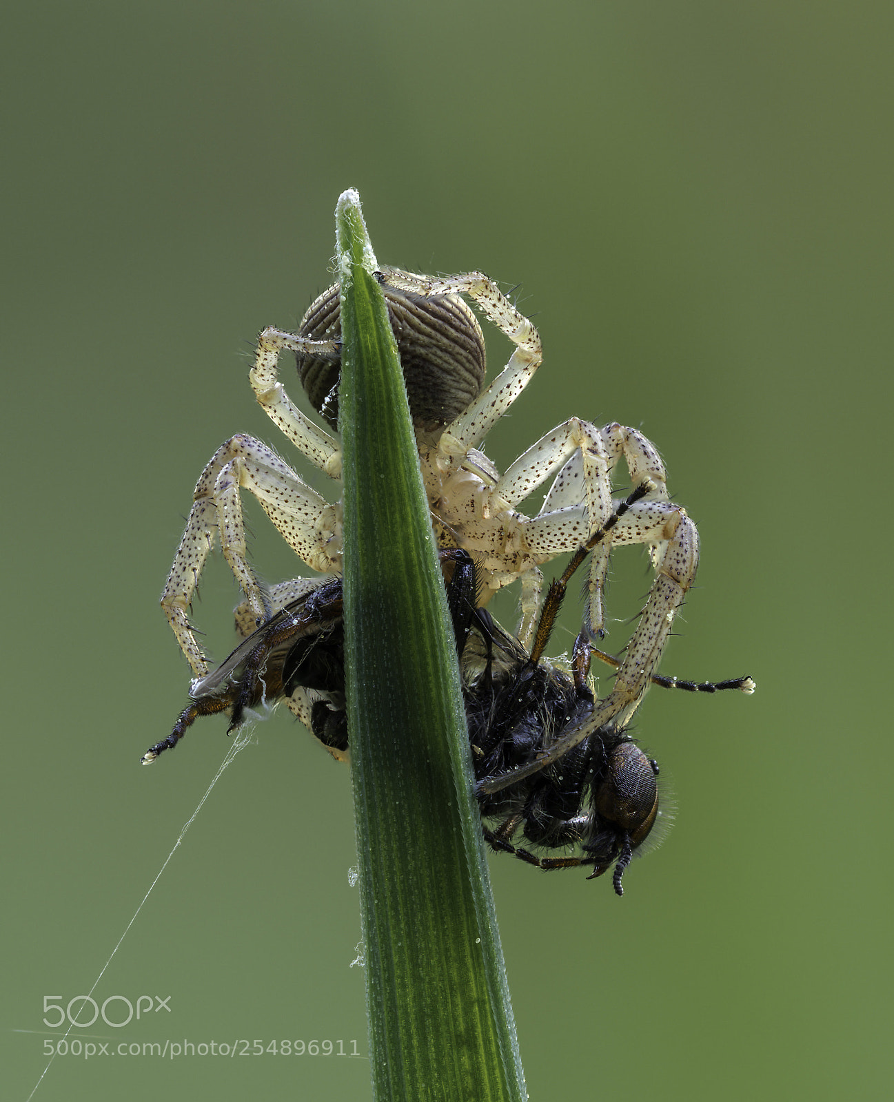 Olympus OM-D E-M1 Mark II sample photo. Thomisidae photography