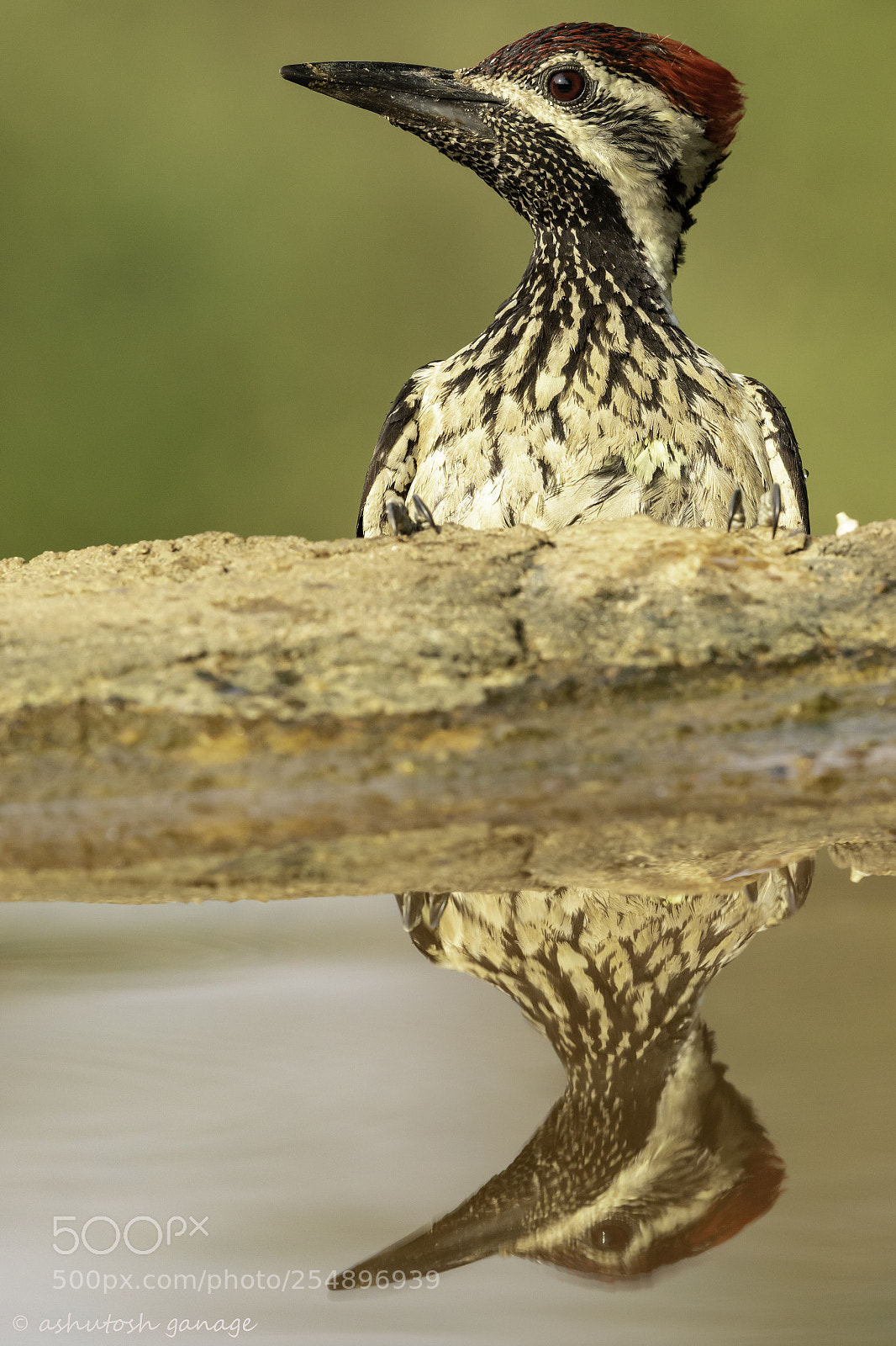 Canon EOS 7D Mark II sample photo. Lesser golden-backed woodpecker photography