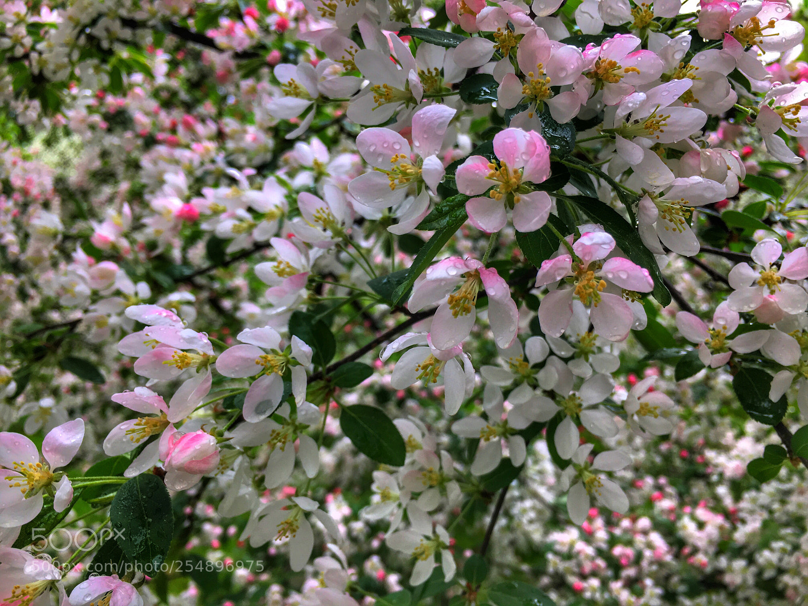 Apple iPhone 6s sample photo. Flower photography
