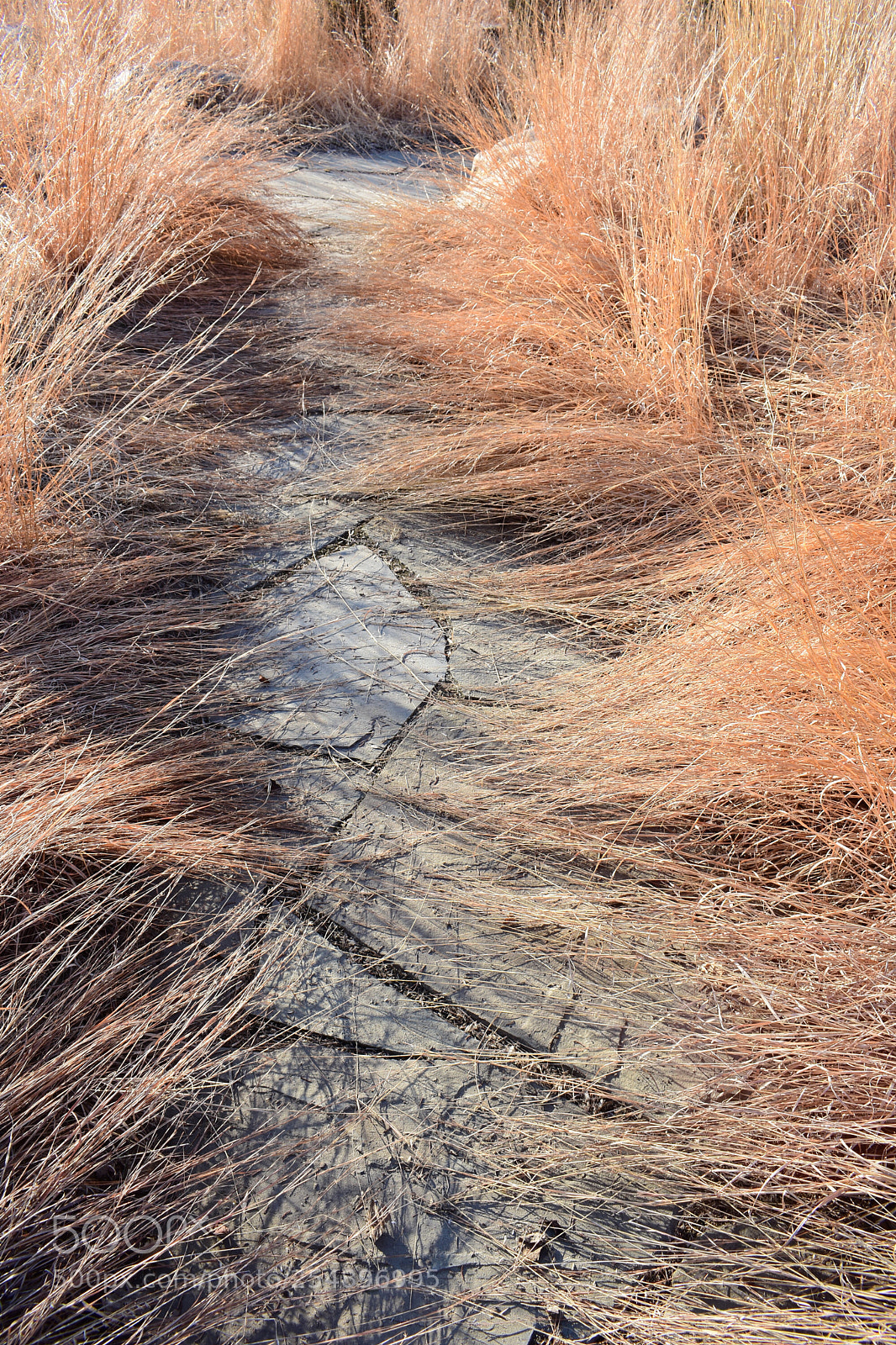 Nikon D3400 sample photo. Native prairie grass photography
