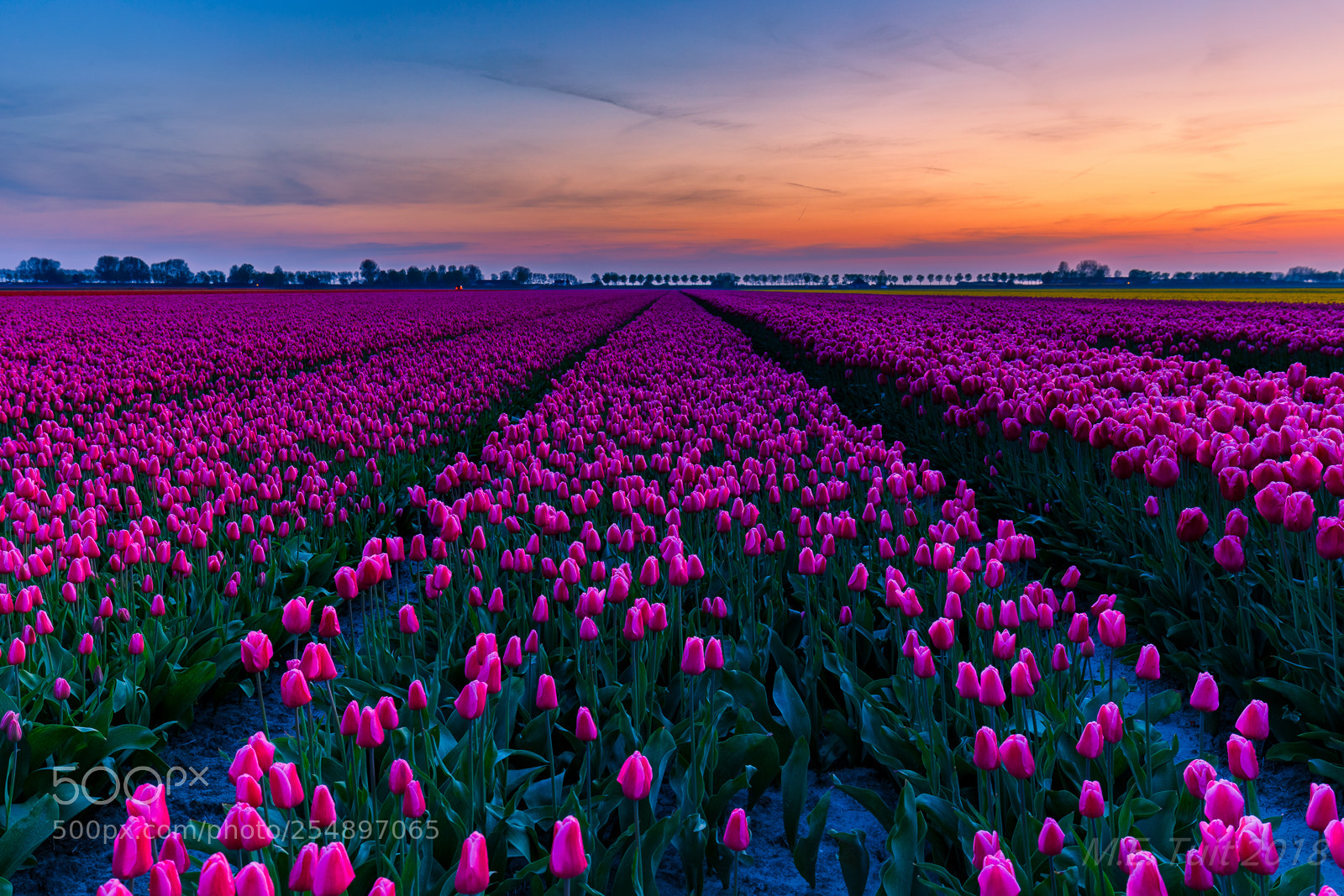 Canon EOS 6D sample photo. Purple tulips @ flakkee photography