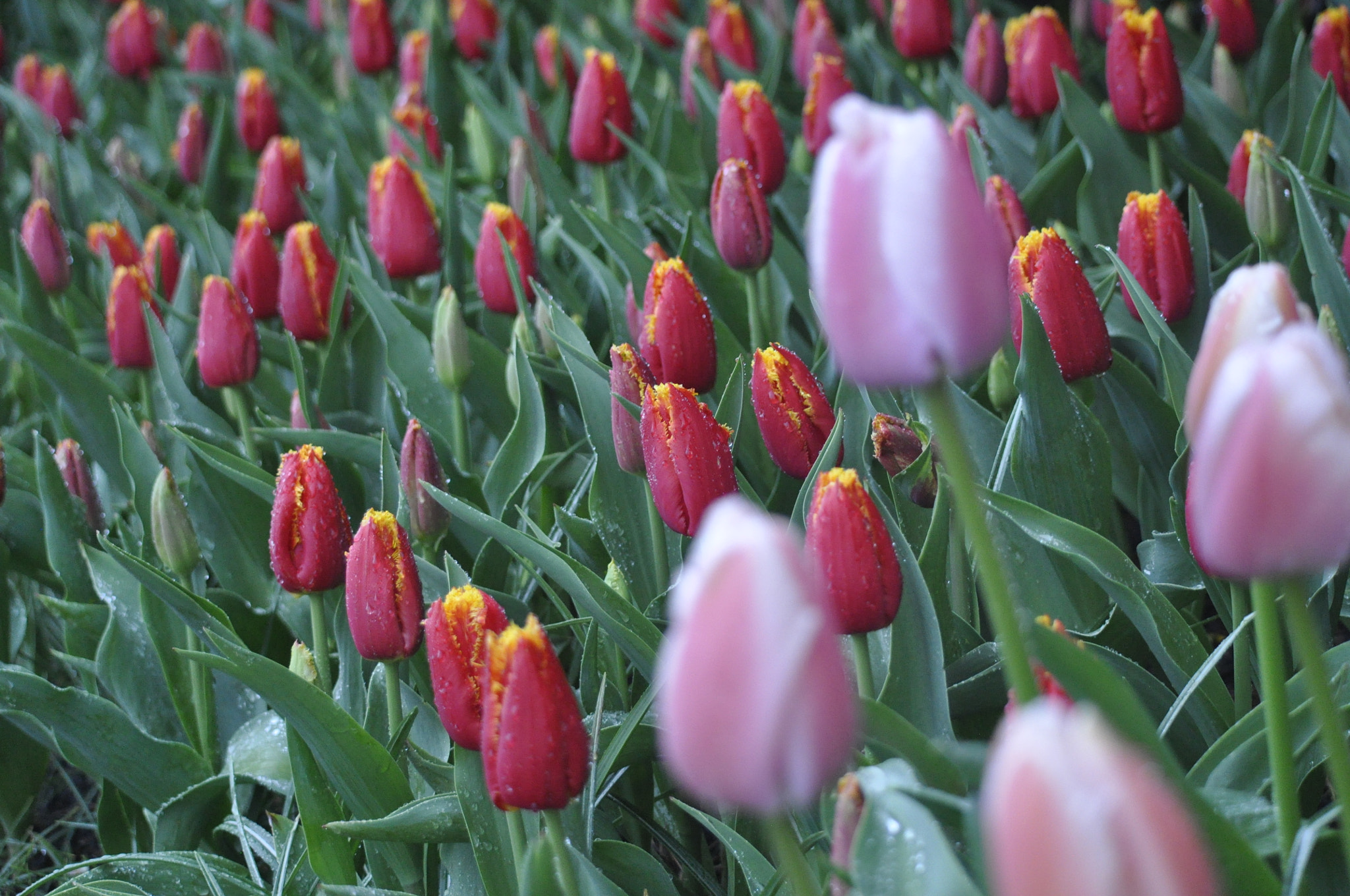 Nikon D90 sample photo. Rainy day tulip festival moment photography