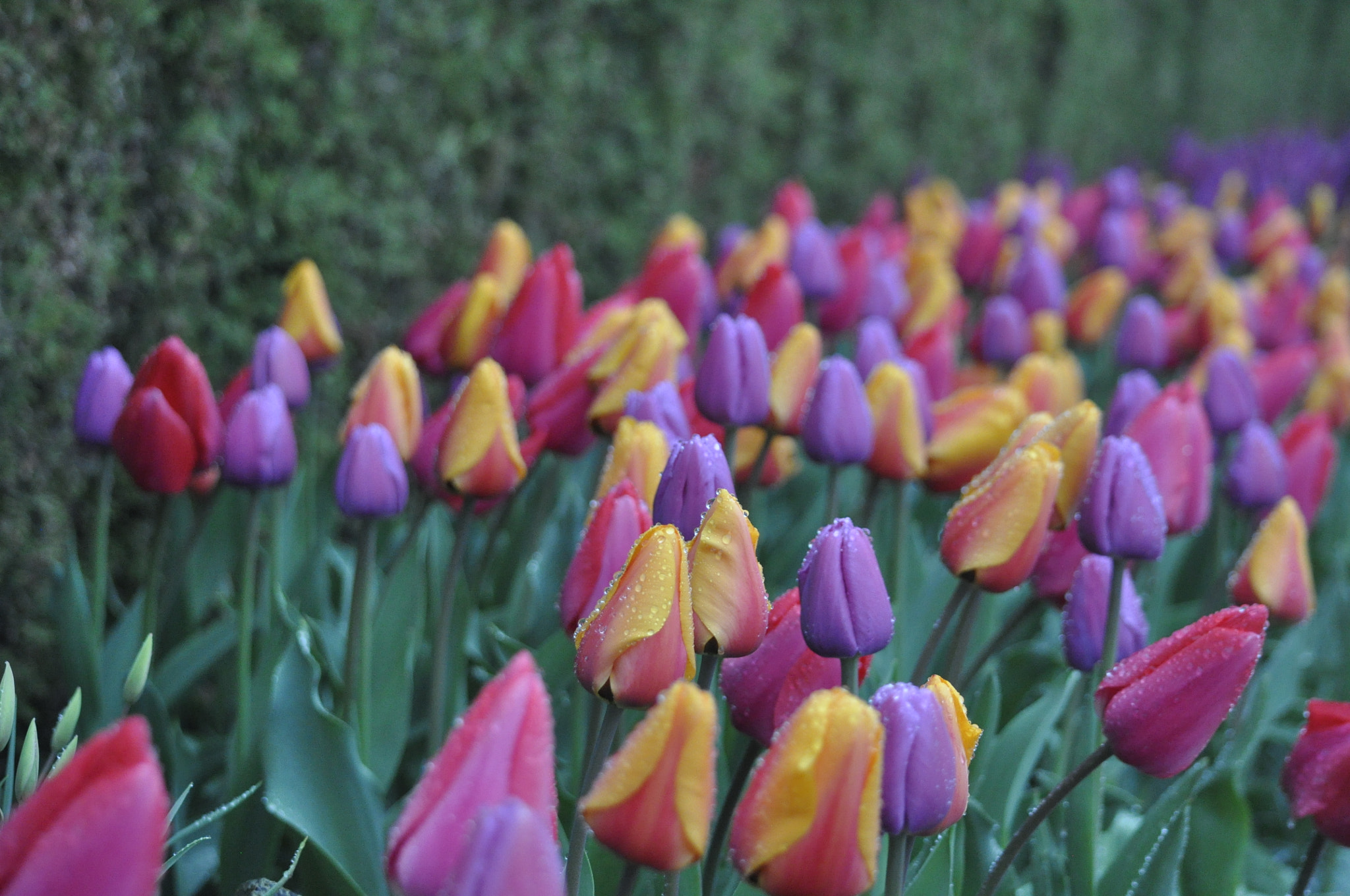 Nikon D90 sample photo. Rainy day tulip festival moment photography