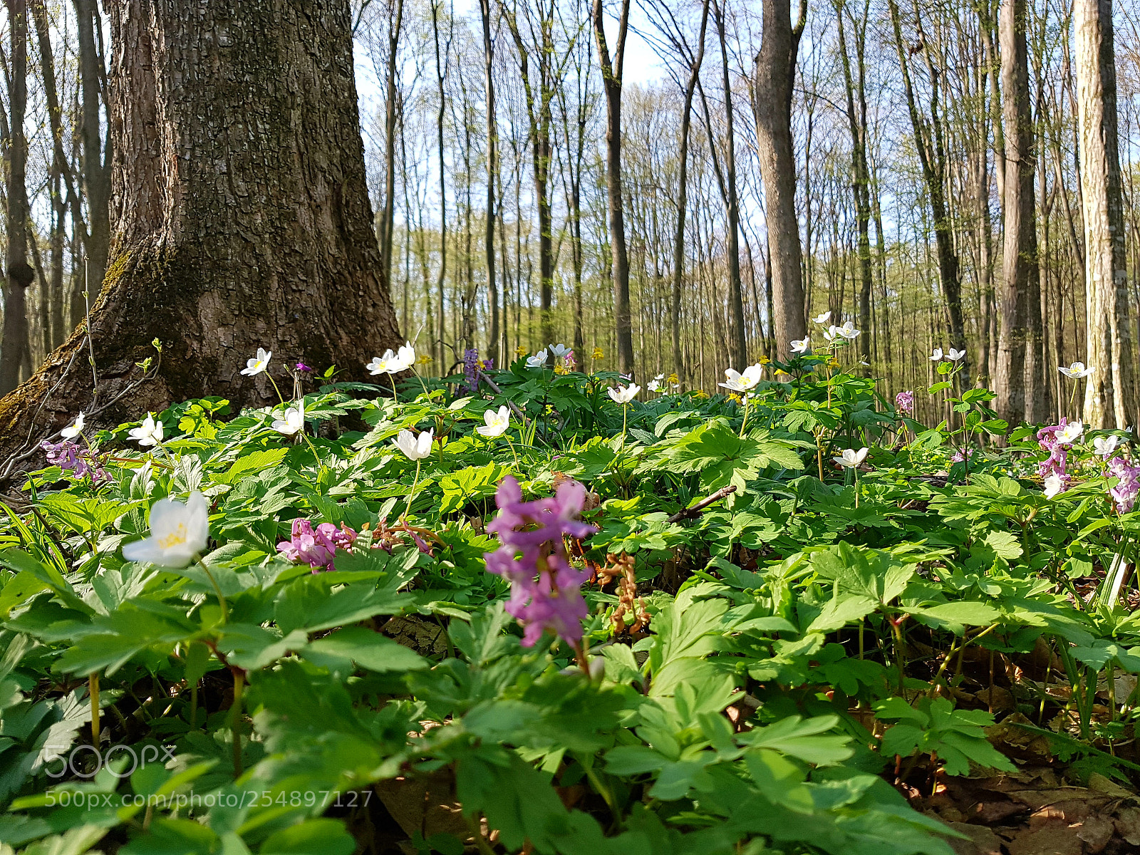 Samsung Galaxy S7 Edge sample photo. Flowers in forest photography