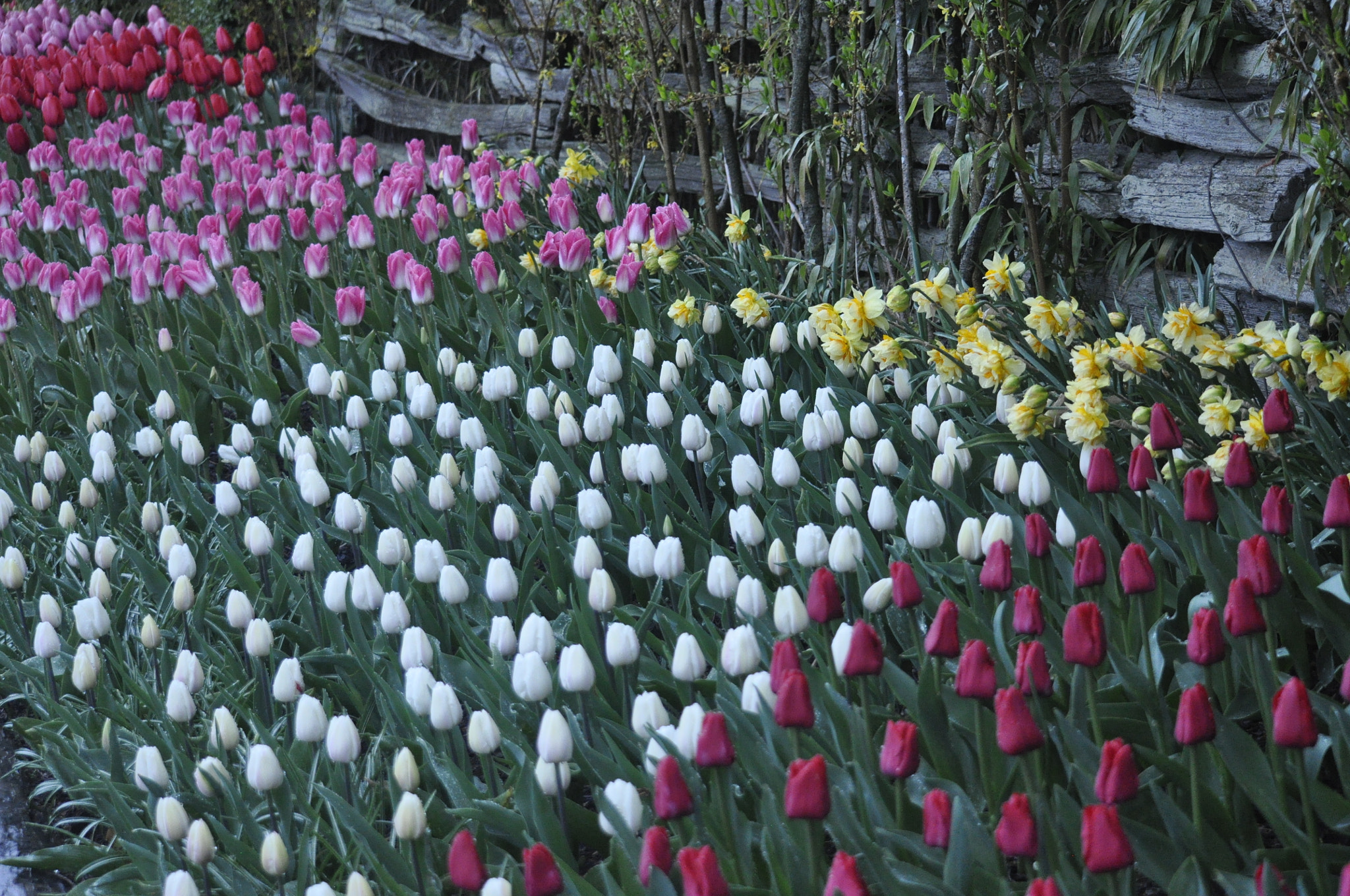 Nikon D90 sample photo. Rainy day tulip festival moment photography