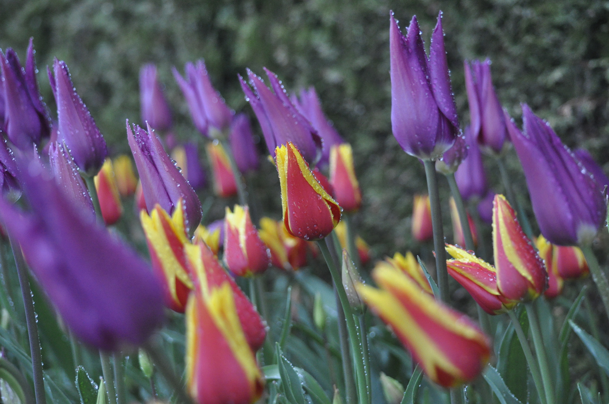 Nikon D90 sample photo. Rainy day tulip festival moment photography