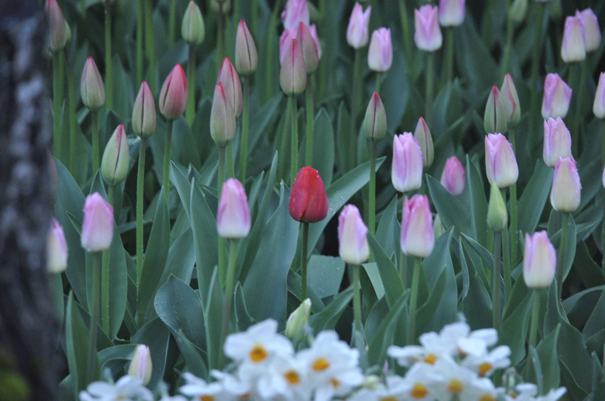 Nikon D90 sample photo. Rainy day tulip festival moment photography