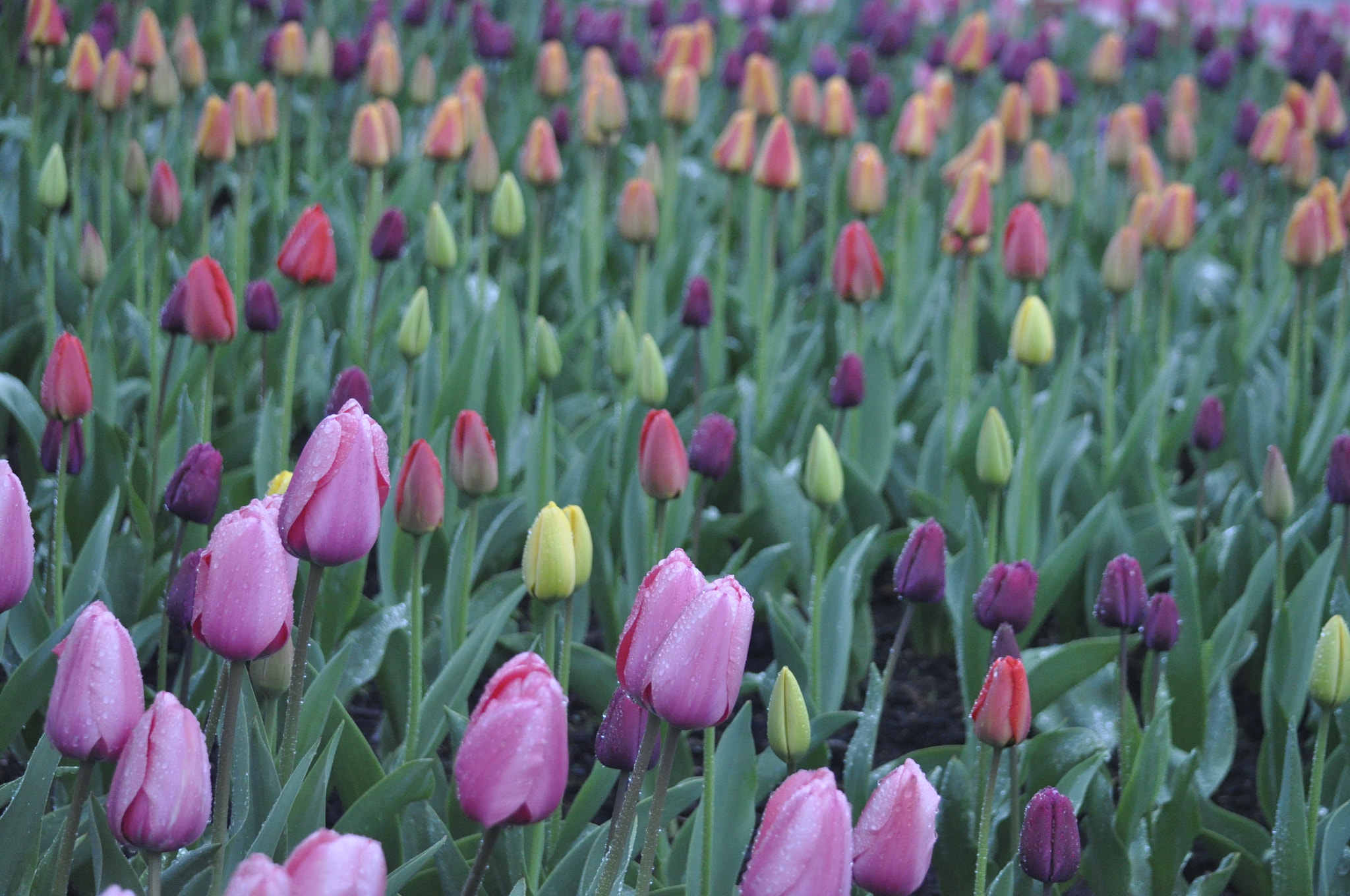 Nikon D90 sample photo. Rainy day tulip festival moment photography