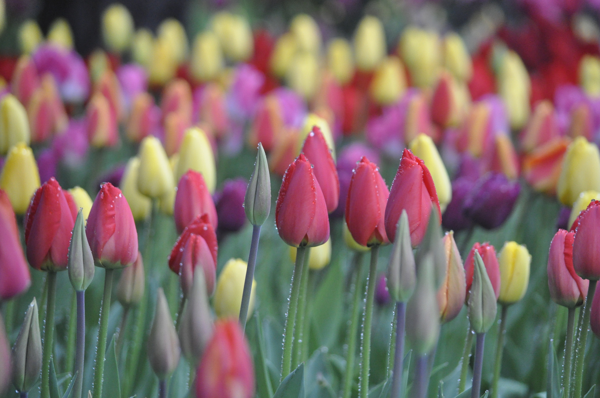 Nikon D90 sample photo. Rainy day tulip festival moment photography