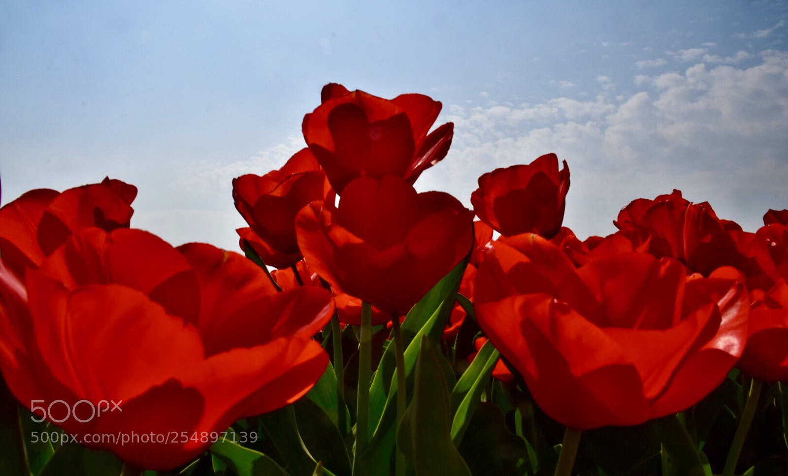 Nikon D5300 sample photo. Roses are red, so photography