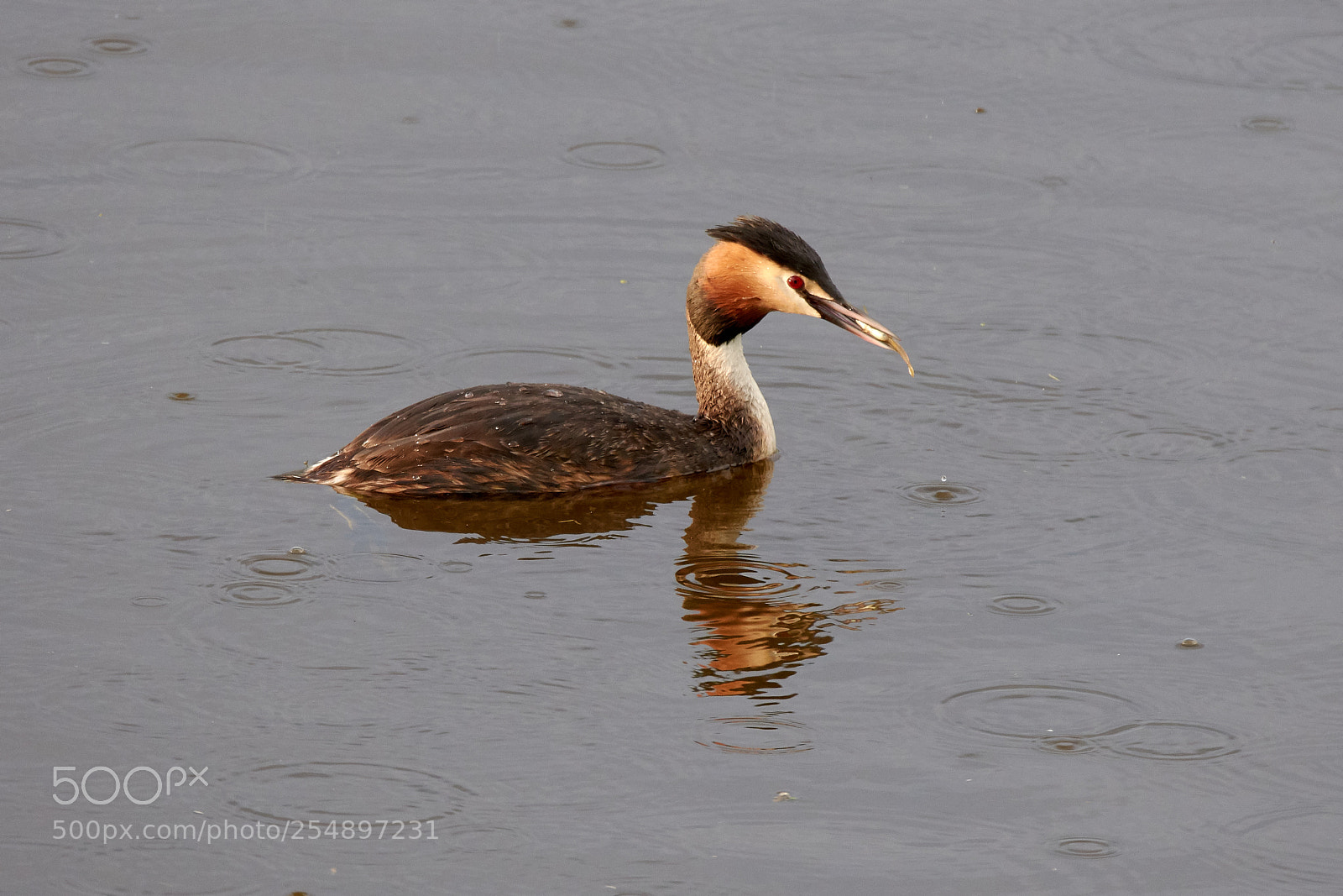 Nikon D7200 sample photo. Great crested grebe photography