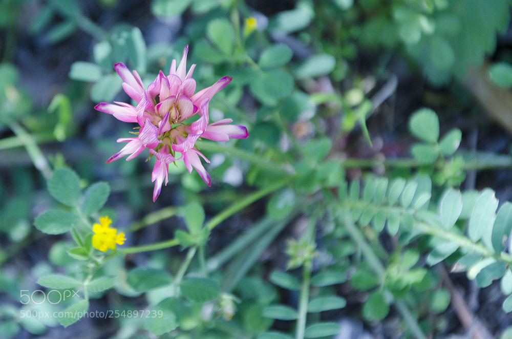 Nikon D7000 sample photo. Fiore stellato photography