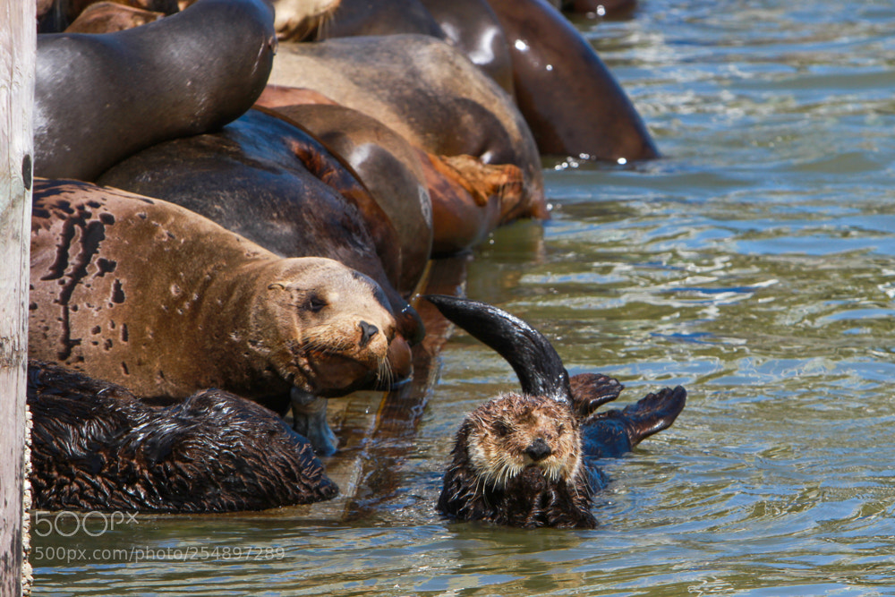 Canon EOS 7D sample photo. Interspecies hangout photography