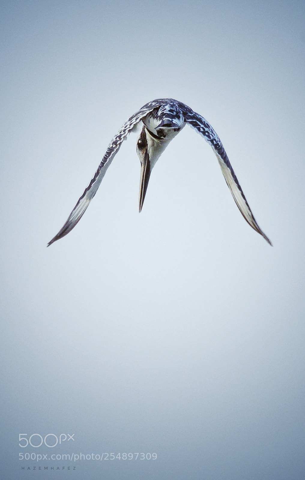 Nikon D610 sample photo. Hungry .. photography