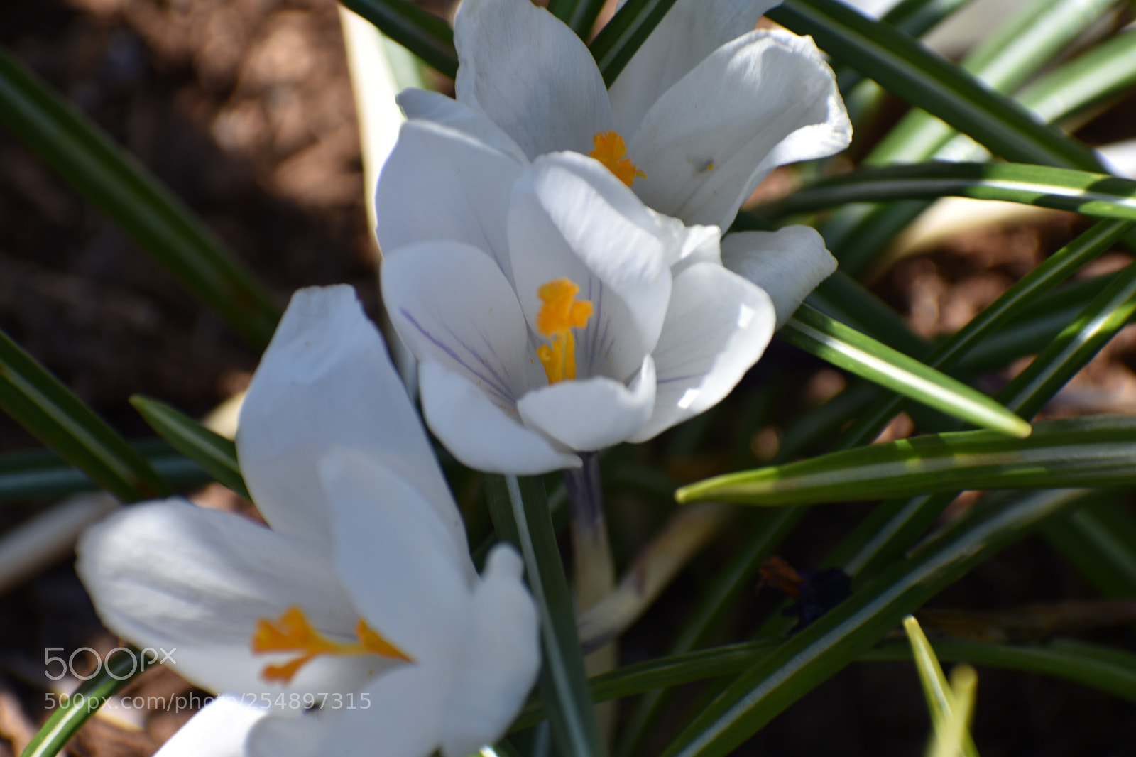 Nikon D7200 sample photo. Untitled photography