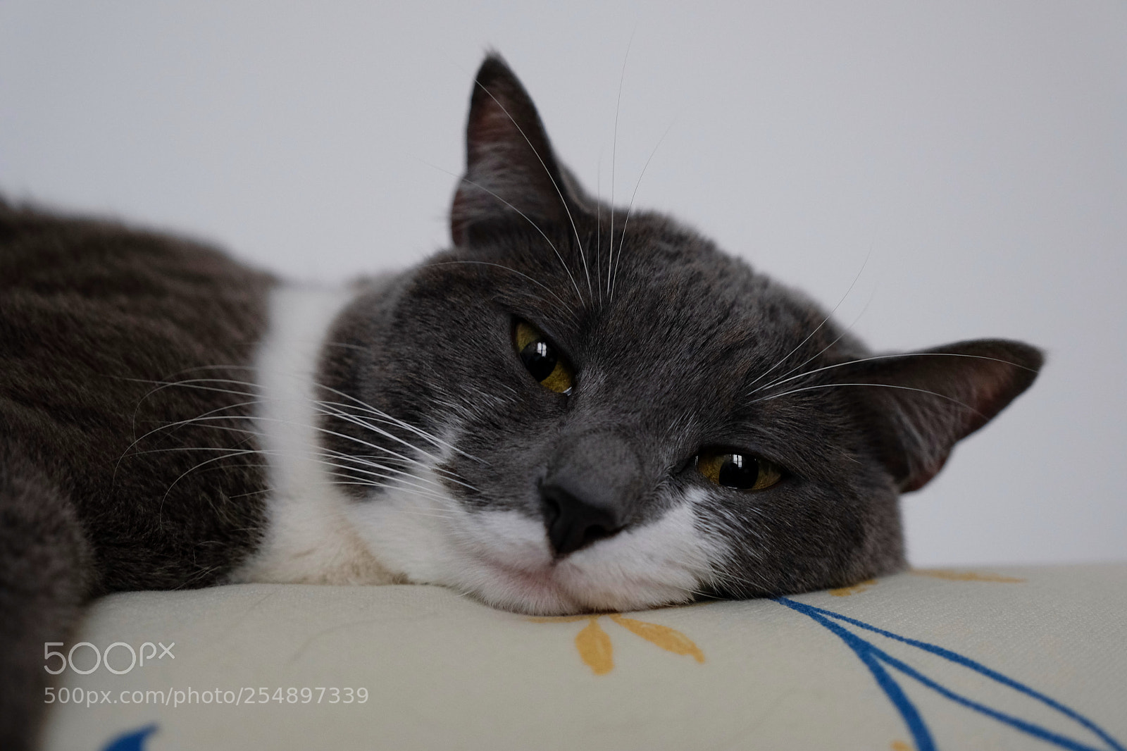 Fujifilm X-T2 sample photo. Sweet moment photography