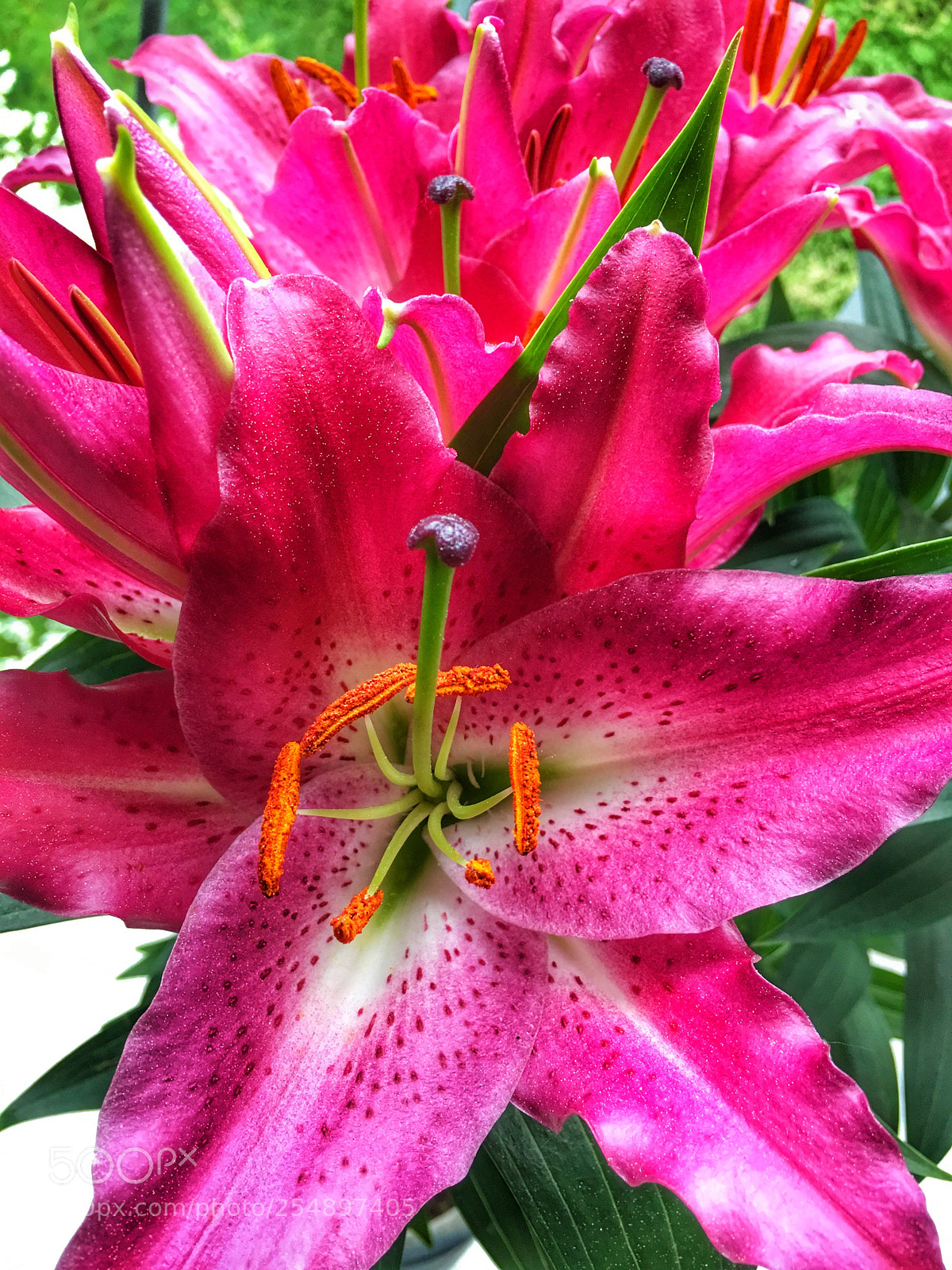 Apple iPhone 6s sample photo. Spring photography