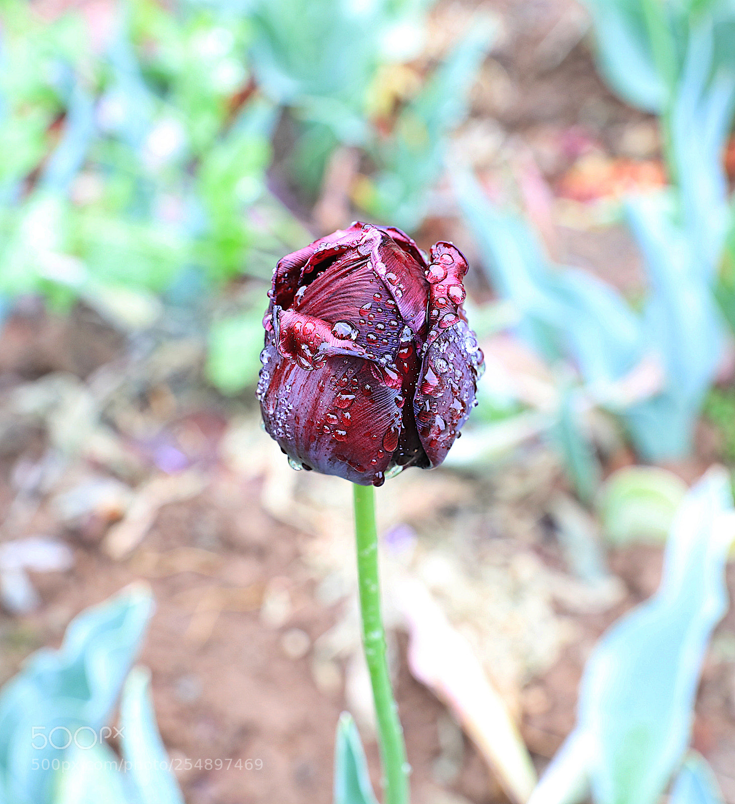 Canon EOS 5DS R sample photo. Untitled photography