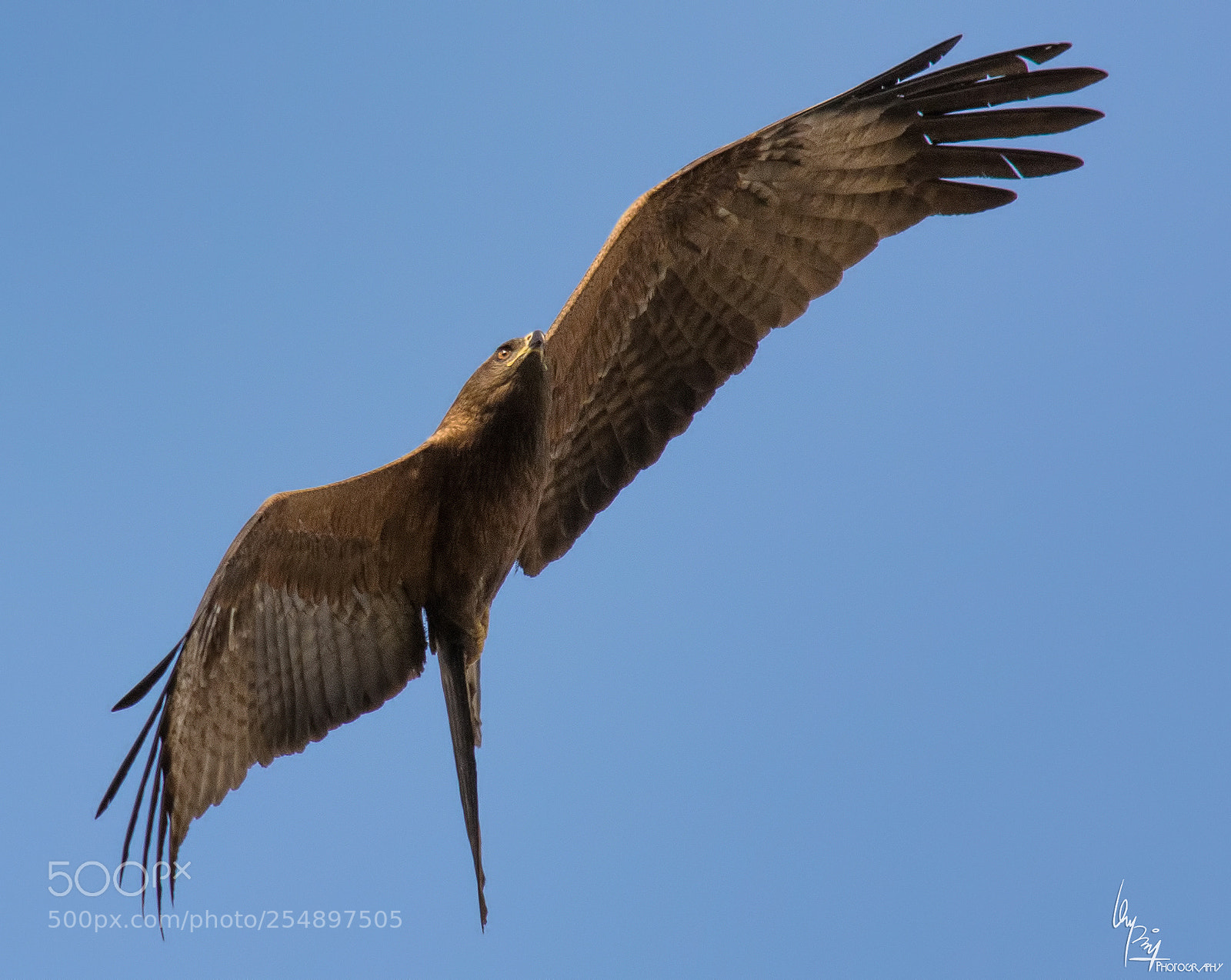Nikon D5200 sample photo. Eagle photography