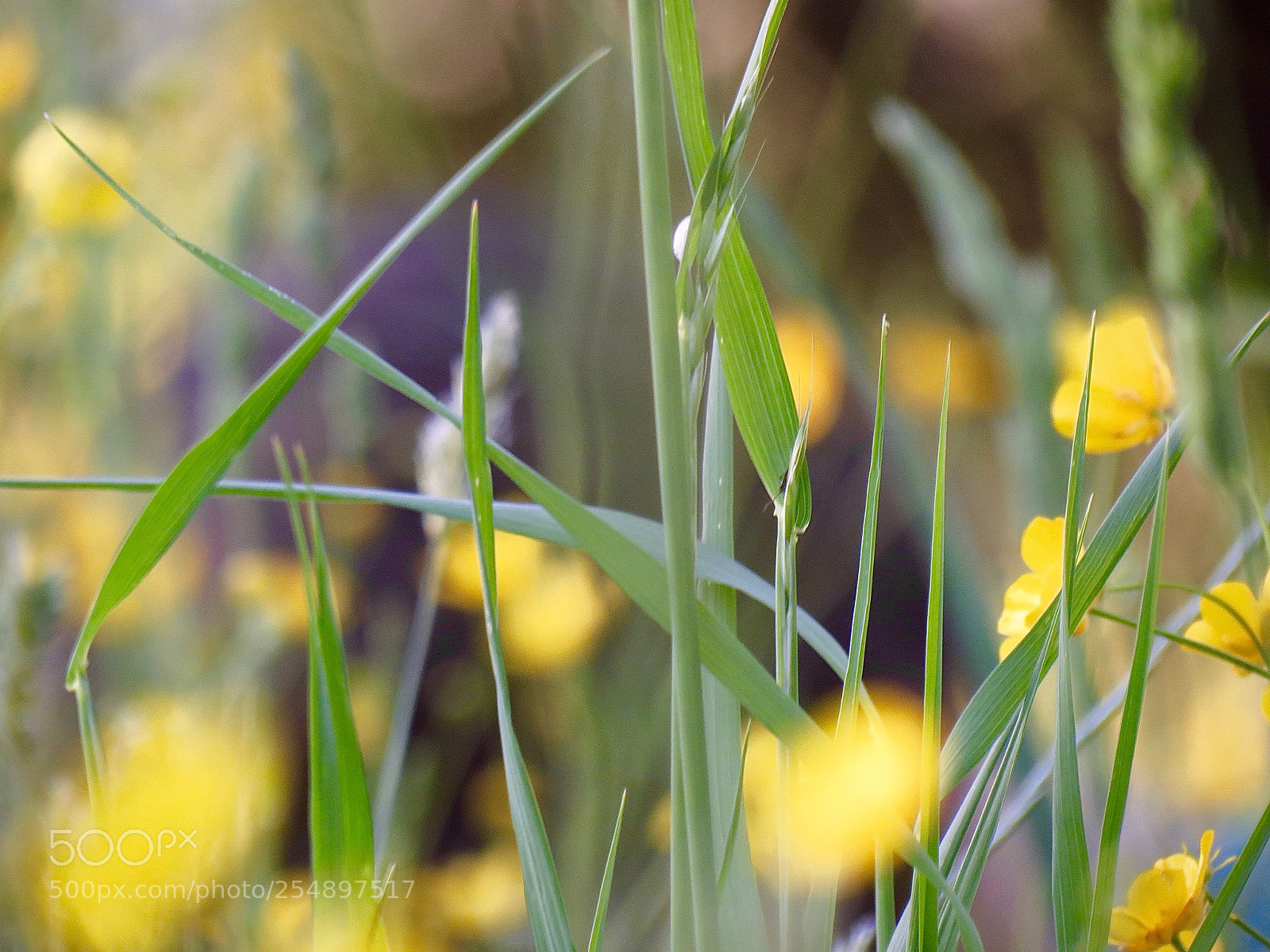Canon PowerShot SX40 HS sample photo. A glance into nature photography