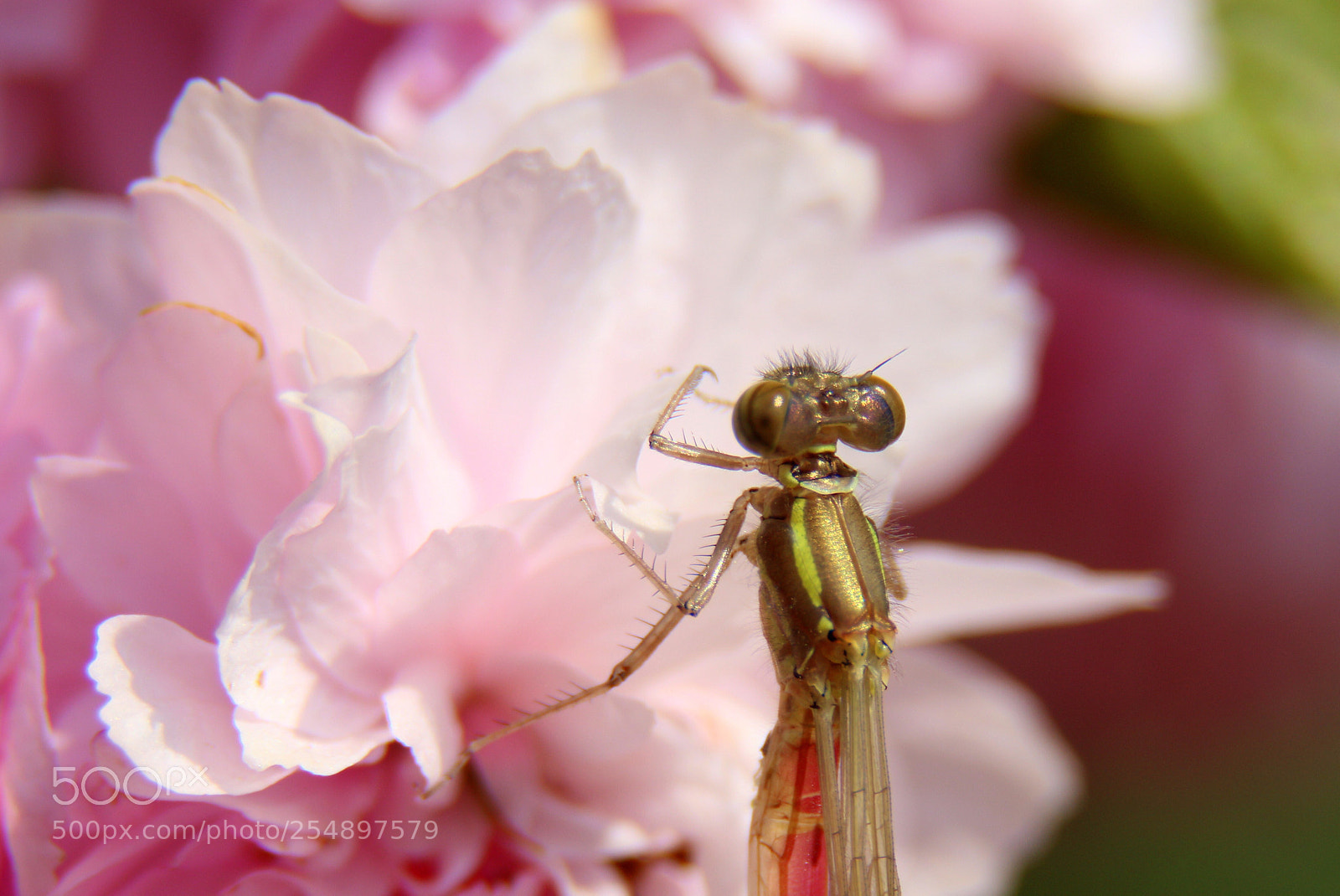 Canon EOS 650D (EOS Rebel T4i / EOS Kiss X6i) sample photo. Dragonfly on cherry blossom photography