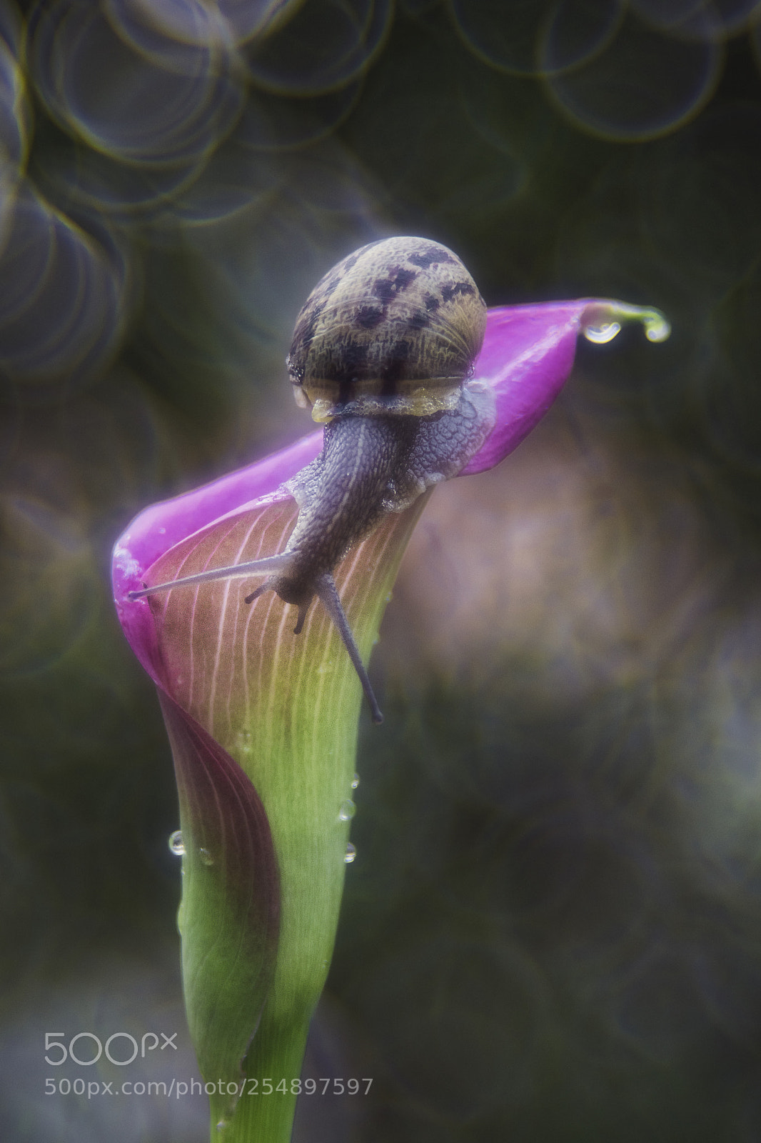 Nikon D7200 sample photo. Snail photography