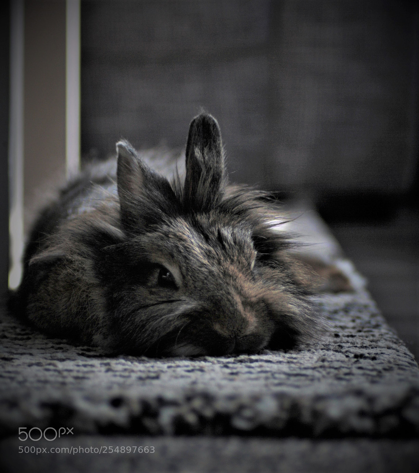 Canon EOS 1000D (EOS Digital Rebel XS / EOS Kiss F) sample photo. Relaxing queen of the photography