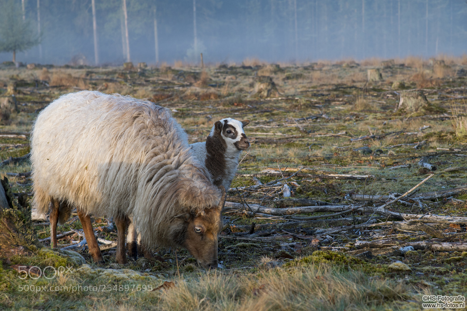 Nikon D500 sample photo. Mother sheep and lamb photography
