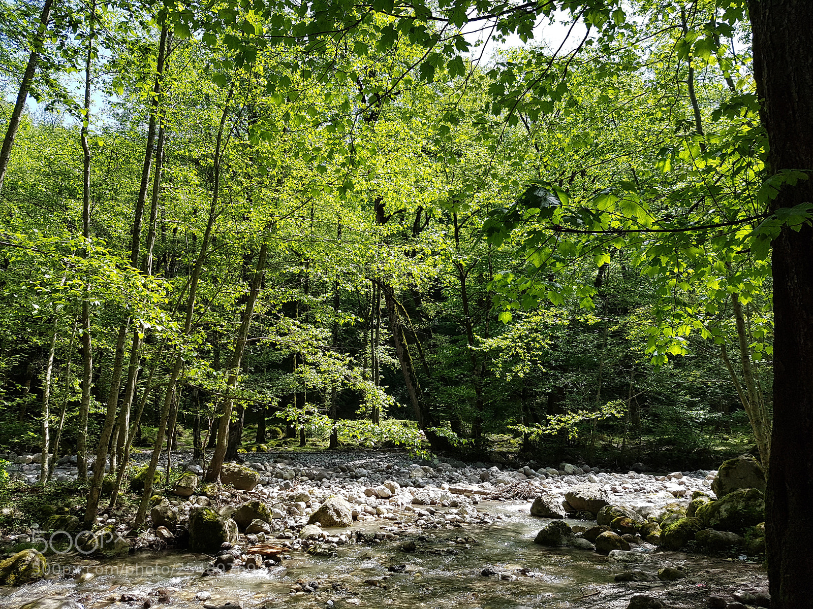 Samsung Galaxy S7 Edge sample photo. Jungle photography