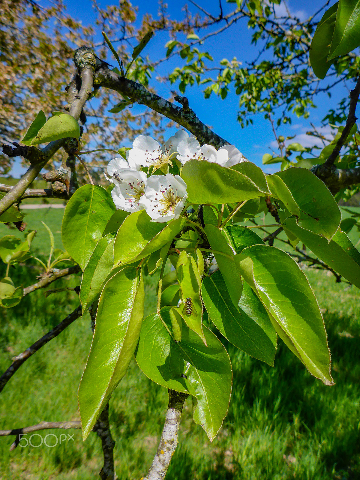 Panasonic Lumix DMC-TS5 (Lumix DMC-FT5) sample photo. Biene startbereit photography