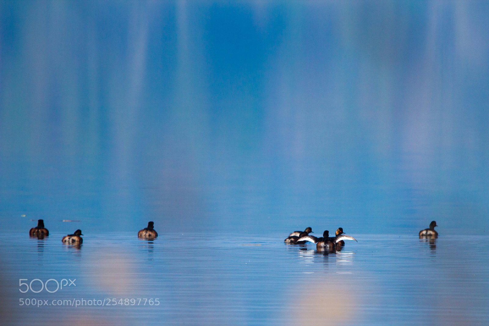 Canon EOS 600D (Rebel EOS T3i / EOS Kiss X5) sample photo. Ducks in the morning photography