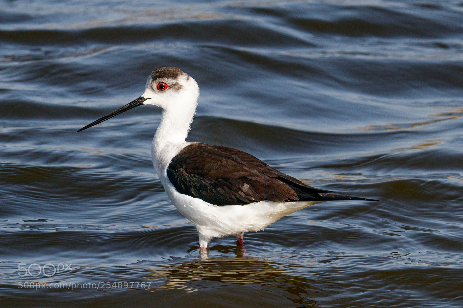 Canon EOS 80D sample photo. Black-winged stilt photography