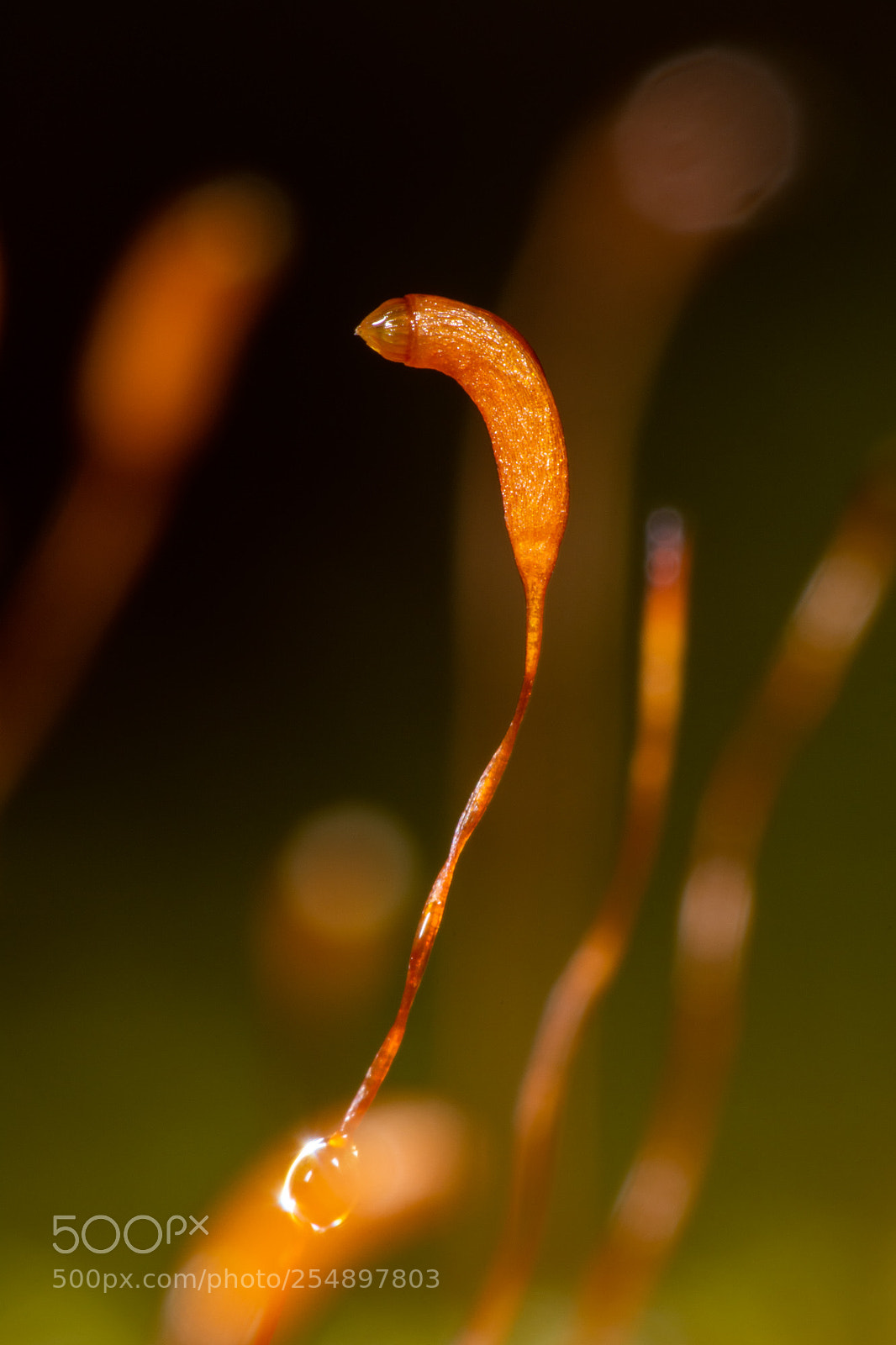 Nikon D7100 sample photo. Day 761 photography