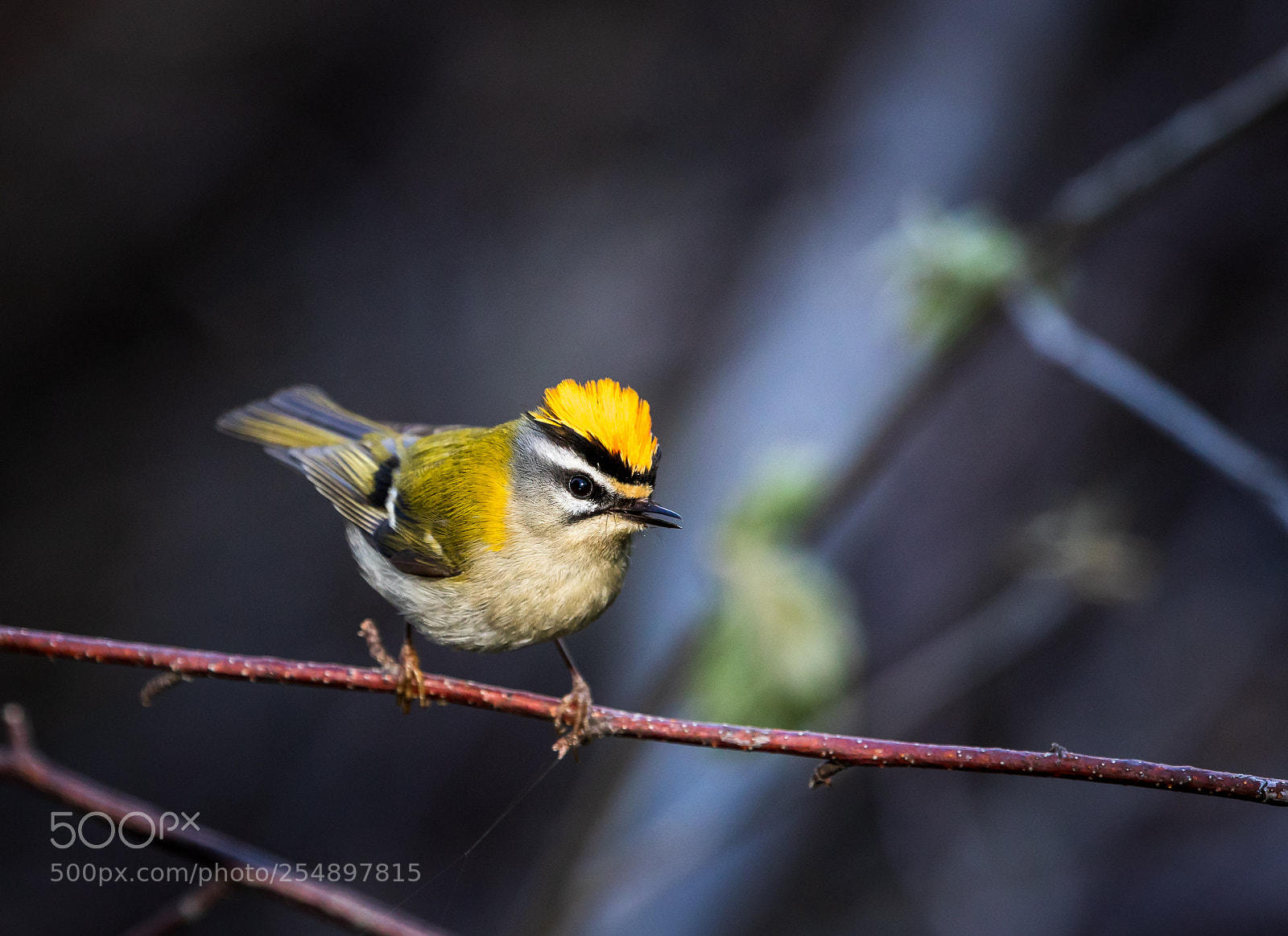 Canon EOS 5D Mark IV sample photo. Firecrest / sommergoldhähnchen photography