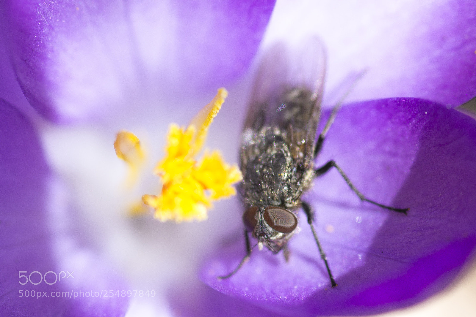 Nikon D600 sample photo. Spring day photography