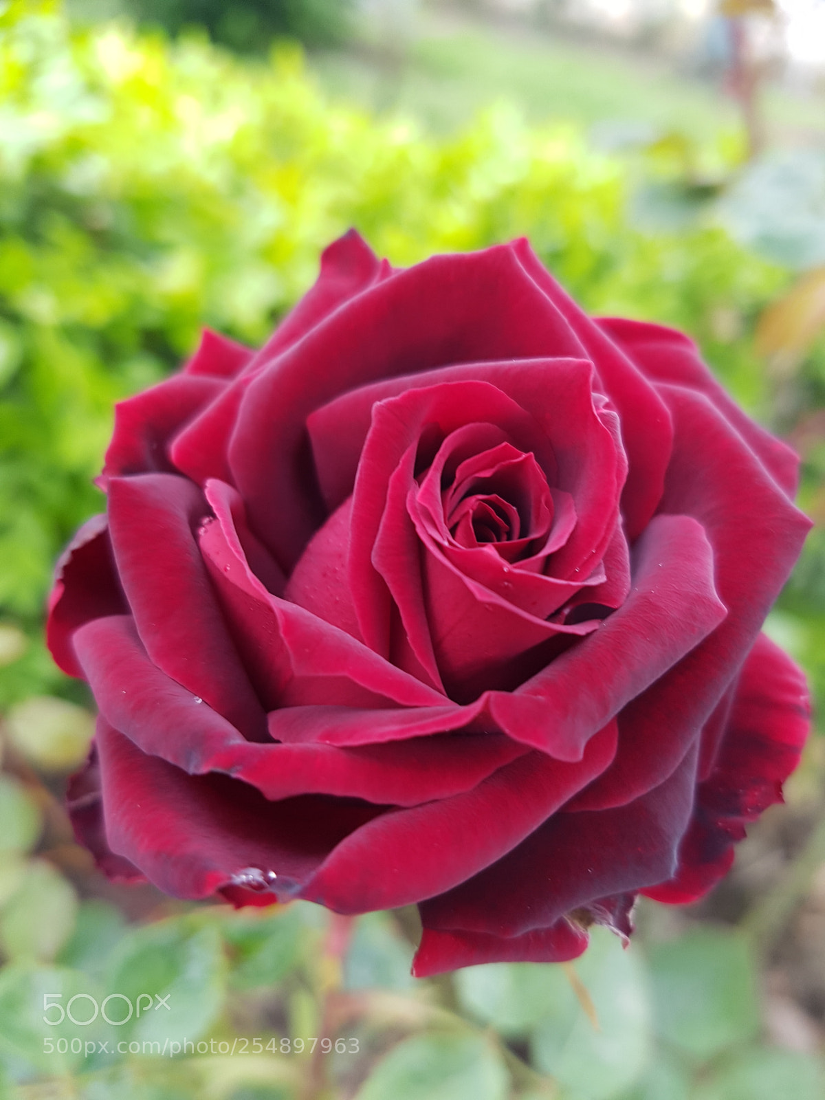 Samsung Galaxy S7 Edge sample photo. Silky roses photography
